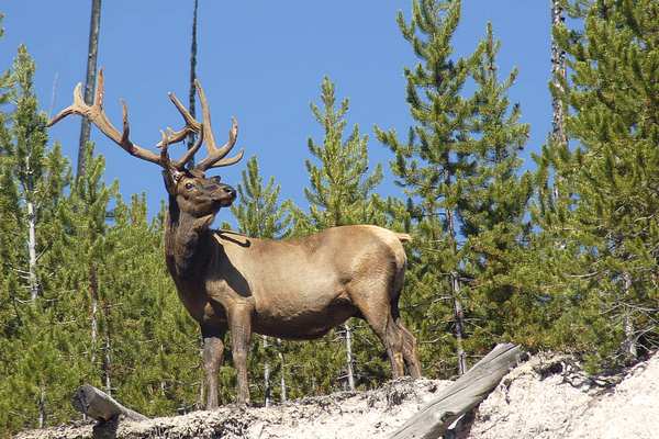 A Bull Elk in Velvet
