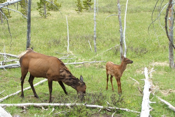 A Baby Elk in early June