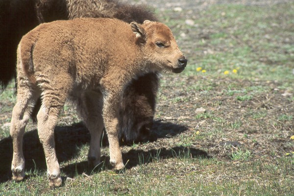 A Baby Bison in early May
