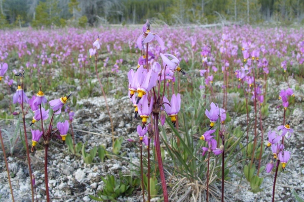 A Field of Jeffrey's Shooting Stars